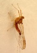 Cloeon cognatum